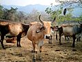 Brown Swiss from Venezuela