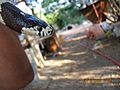 California kingsnake head looking down