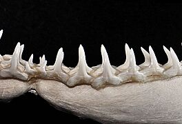 Carcharhinus limbatus lower teeth2