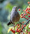 Catbird in Central Park (14585)