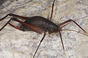 Cave Cricket - Oregon Caves