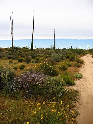 Cirio trees in Baja