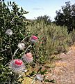 Cirsium occidentale plant