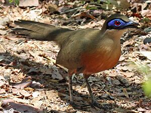 Coquerel's Coua RWD3 (cropped).jpg