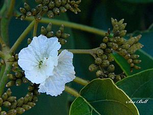 Cordia africana00.jpg