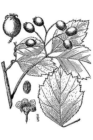 Crataegus douglasii.jpg