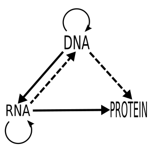 Crick's 1958 central dogma