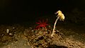 Crinoid and comatule