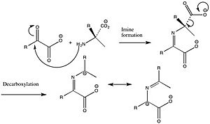 Decarboxylative Transamination