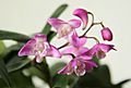 Dendrobium kingianum file picture