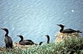 Double-crested Cormorants Nesting