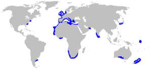 Echinorhinus brucus distmap.png