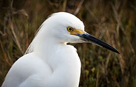 Egretta thula (head shot)