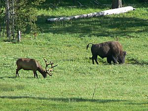 Elk and Bison inYellowstone, Wyoming