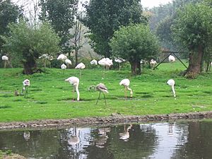 Flamingoes at Martin Mere.JPG