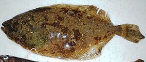 Fourspottedflounder.jpg