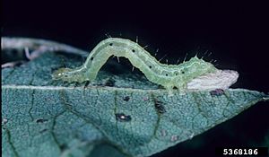 G phytometrae larva