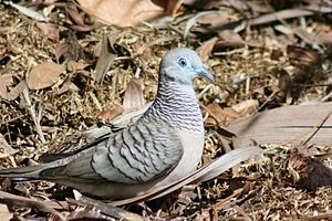 Geopelia placida -Cairns-6