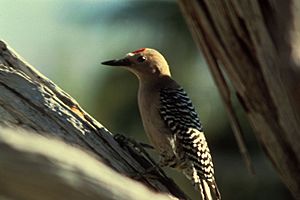 Gila Woodpecker.jpeg