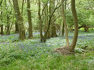 Glapthorn Cow Pasture 15.jpg