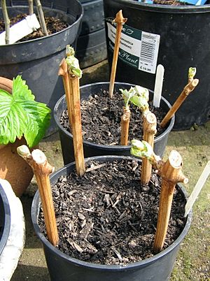 Grape Vine Cuttings