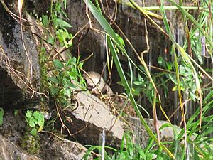 Great dusky swift on nest