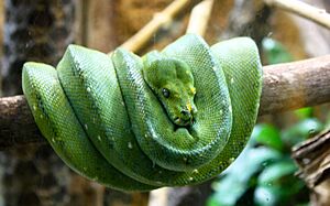 Green Python (3365784659)