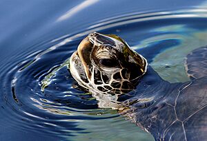 Green Sea Turtle, Maui