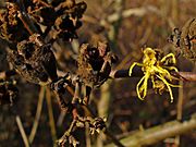 Hamamelis virginiana 03