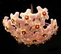 Hoya carnosa inflorescence ies