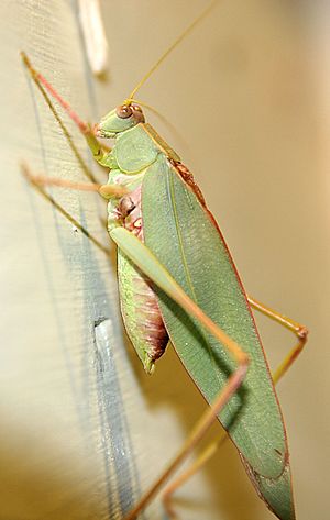 Katydid.jpg