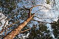 Koh Chang, Thailand, Rubber tree