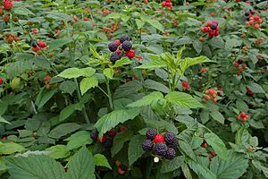 Korean raspberry 2008.jpg