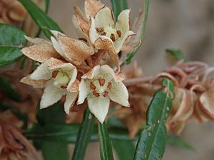 Lasiopetalum ferrugineum P9200183.jpg