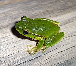 Litoria phyllochroa.jpg