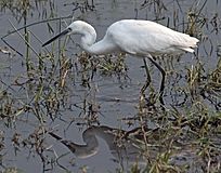 Little Egret Reflection.jpg