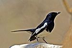 Magpie robin.jpg