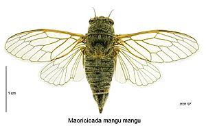 Maoricicada mangu mangu female.jpg