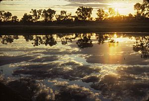 Mirirrinyungu (Northern Tanami Indigenous Protected Area)