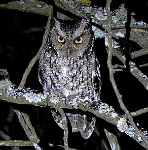 Montane Forest Screech-Owl iNaturalist.jpg