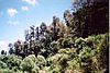 Mount Hyland Nature Reserve Dec 31 1994.jpg