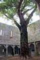 Muckross Abbey Cloister 2013