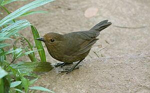 Myophonus blighi female.JPG