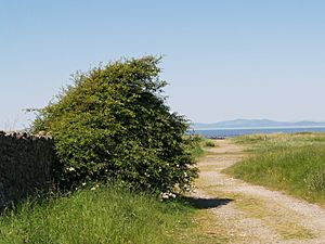 Near Mawbray Yard, Cumbria