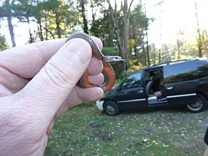 Northern Redbelly Snake