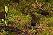 Northwest salamander, Cape Meares NWR (5123549519).jpg