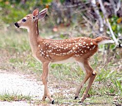 Odocoileus virginianus clavium fawn