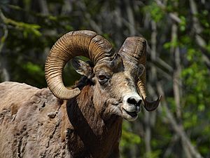 Ovis canadensis 2