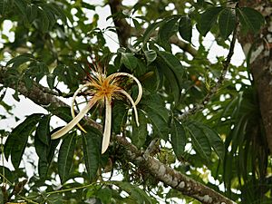 Pachira aquatica (inflorescense).jpg