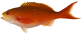 Paranthias furcifer - pone.0010676.g055.png